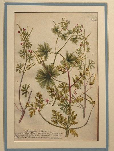 Herb Robert (Sardunya robertianum), renkli gravür by Johann Wilhelm Weinmann
