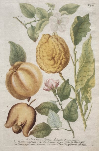 Phytanthoza ikonografisi: No. 703. by Johann Wilhelm Weinmann
