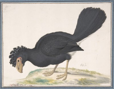 Bir Kara Curassow, n.d.. by Johannes Bronckhorst