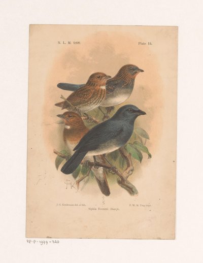 Bir dalda dört kuş Siphia Everetti Sharpe (nesne üzerindeki başlık) by Johannes Gerardus Keulemans