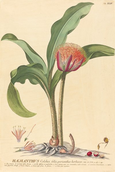 hemanthus by Johannes Jacob Haid and Johannes Elias Haid after Georg Ehret