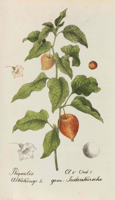 İsviçre Bitkileri Koleksiyonu, 1825-1846. by Johannes Jacob Hegetschweiler