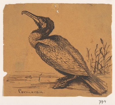 Karabatak Cormoran (nesne üzerindeki başlık) by Johannes Tavenraat