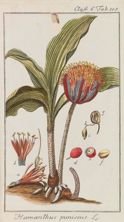 Güzel ve nadir bitkilerin seçimi, 1795-1798. by Johannes Zorn