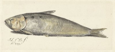 Güzel by Johannes le Francq van Berkhey
