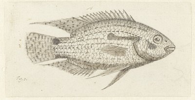 Tropikal balık Chromis epse by Johannes le Francq van Berkhey