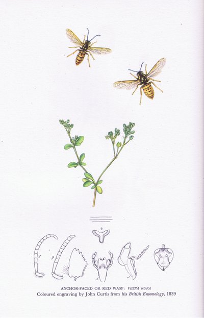 Anchor Faced veya Red Wasp, İngiltere