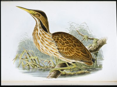 American Bittern (Botaurus Lentiginosus) (el boyaması taş) by John (after) Gould
