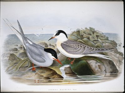 Arktik Sumru (Sterna Macrura) (el renginde taş) by John (after) Gould