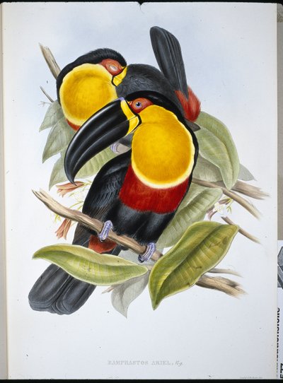 Ariel Toucan (Ramphastos Ariel) (el boyaması taş) by John (after) Gould