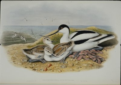 Avocet (Recurvirostra Avocetta) (el boyaması taş) by John (after) Gould