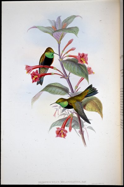 Kara göğüslü Tepe Yıldızı (Oreotrochilus Melanogaster) (el renginde taş) by John (after) Gould