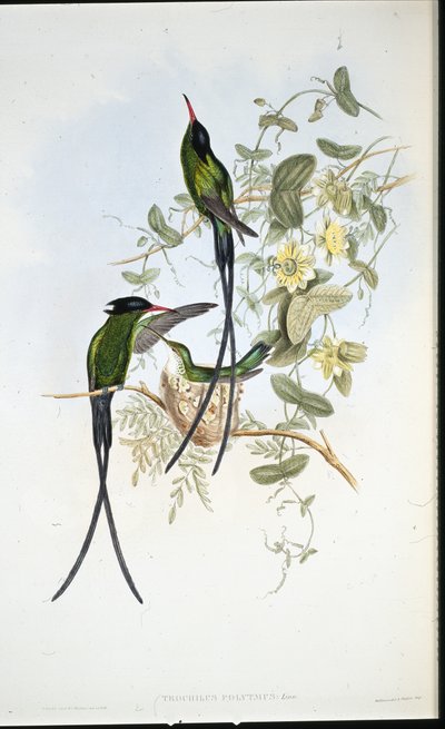 Siyah başlıklı sinek kuşu (Trochilus polytmus) (el boyaması taş) by John (after) Gould