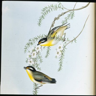 Kara başlı Pardalote (Pardalotus Melanocephalus) (el renginde taş) by John (after) Gould