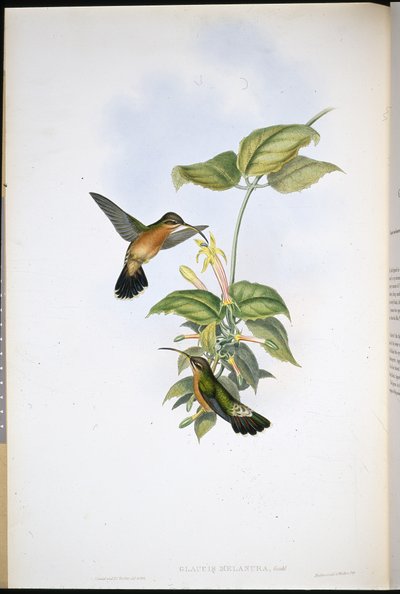Kara kuyruklu münzevi (Glaucis Melanura) (el renginde taş) by John (after) Gould