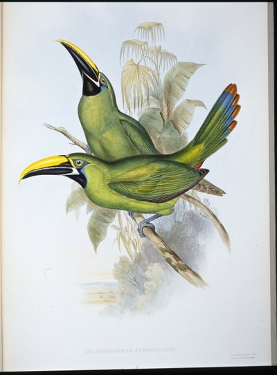 Kara boğazlı Oluk gagalı Toucan (Aulacoramphus Atrogularis) (el renginde taş) by John (after) Gould