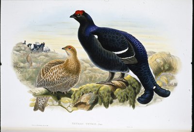 Blackcock (Tetrao Tetrix) (el renginde taş) by John (after) Gould