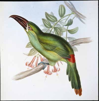 Kan-popo Oluk gagalı Toucan (Aulacoramphus Haematopygius) (el renginde taş) by John (after) Gould