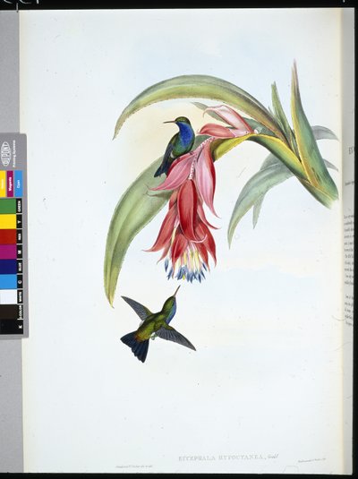 Mavi göğüslü safir (Eucephala Hypocyanea) (el renginde taş) by John (after) Gould
