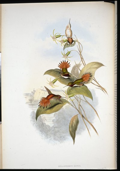 Mavi başlı Safir (eucephala grayi) (el renginde taş) by John (after) Gould