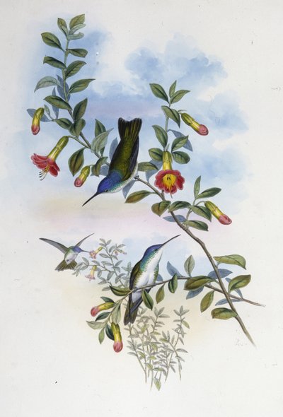 Mavi boyunlu Azure Taç (Cyanomyia Cyanocollis) (el renginde taş) by John (after) Gould
