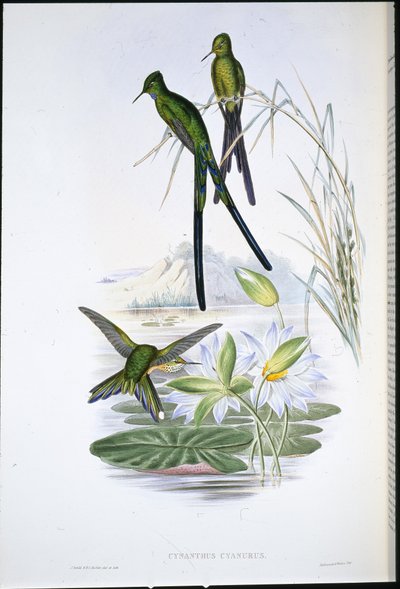 Mavi kuyruklu Sylph (Cynanthus Cyanurus) (el renginde taş) by John (after) Gould