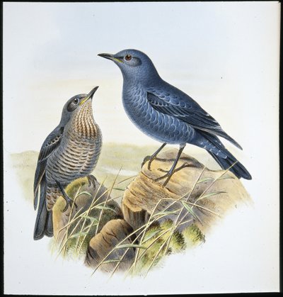 Mavi Kaya Ardıç Kuşu (Petrocossyphus Cyanus) (el renginde taş) by John (after) Gould