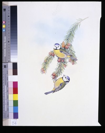 Blue Tit (Paris Carless) (el kepçeli) by John (after) Gould