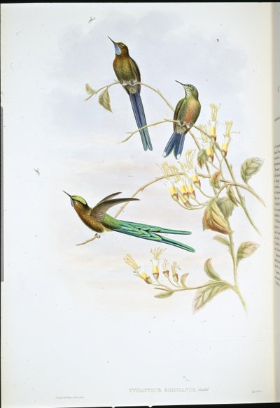 Bolivya Sylph (Cynanthus Bolivianus) (el renginde taş) by John (after) Gould