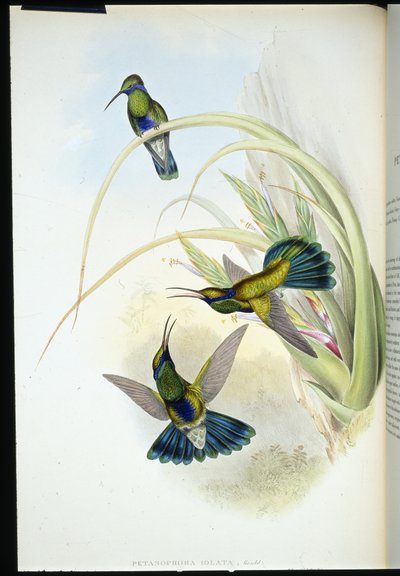 Bolivya Menekşe kulak (Petasophora Iolata) (el renginde taş) by John (after) Gould