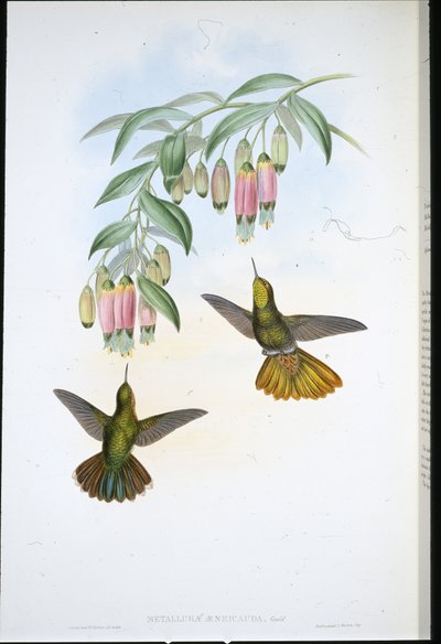 Pirinç Kuyruk (Metallura Aeneicauda) (el renginde taş) by John (after) Gould