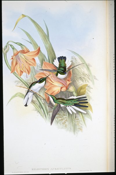Brezilya Perisi (Heliothrix Auriculatus) (el renginde taş) by John (after) Gould