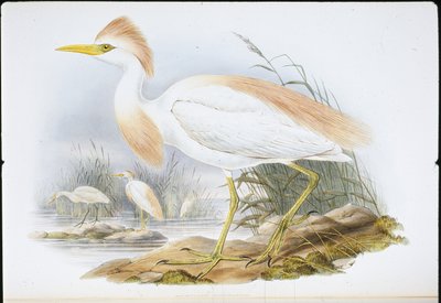 Buff destekli Balıkçıl (Bubulcus Rassatus) (el renginde taş) by John (after) Gould
