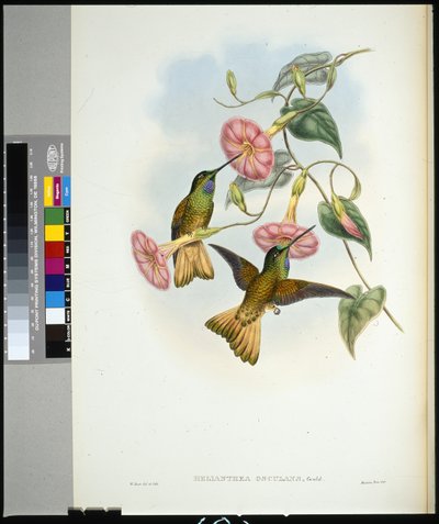 Buff-tailed Star-frontlet (helianthea osculans) (el renginde taş) by John (after) Gould