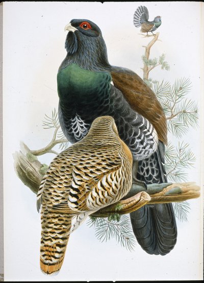 Capercailzie (Tetrao Urogallus) (el renginde taş) by John (after) Gould