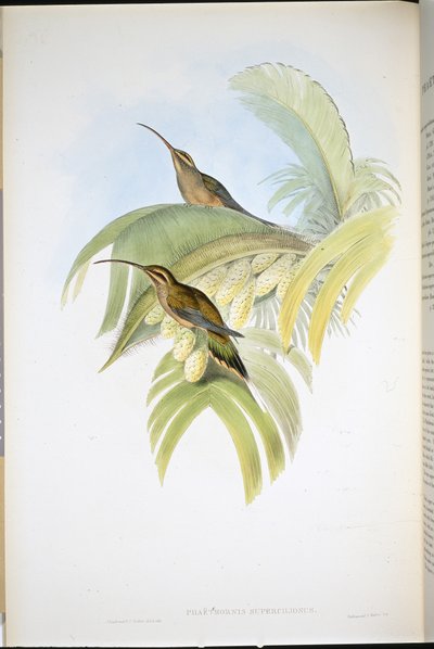 Cayenne Hermit (Phaethornis Superciliosus) (el renginde taş) by John (after) Gould