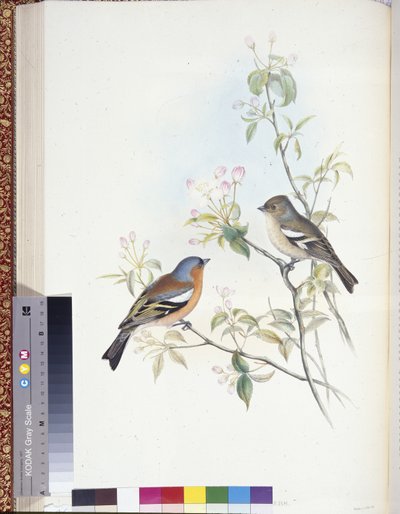 İspinoz (Evlenmemiş müşteriler) (el boyaması taş) by John (after) Gould