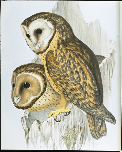 Kestane yüzlü Baykuş (Strix Castanops) (el boyaması taş) by John (after) Gould