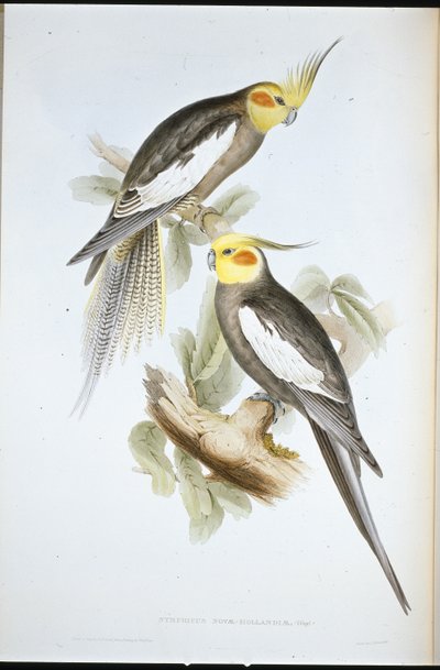 Kakadu Parakeet (New Holland Nymph) (el renginde taş) by John (after) Gould