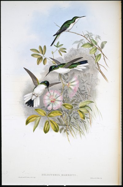 Kolomb Perisi (Heliothrix Barroti) (el boyaması taş) by John (after) Gould