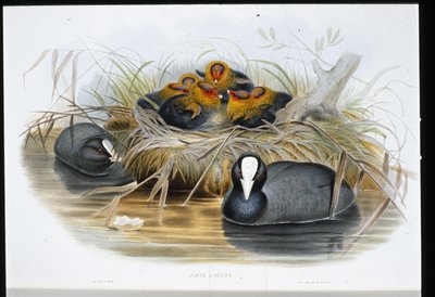 Coot (Fulica Atra) (el renginde taş) by John (after) Gould