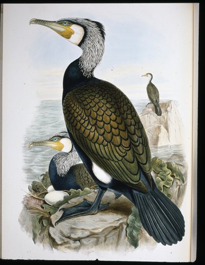 Karabatak (Phalacrocorax Carbo) (el renginde taş) by John (after) Gould