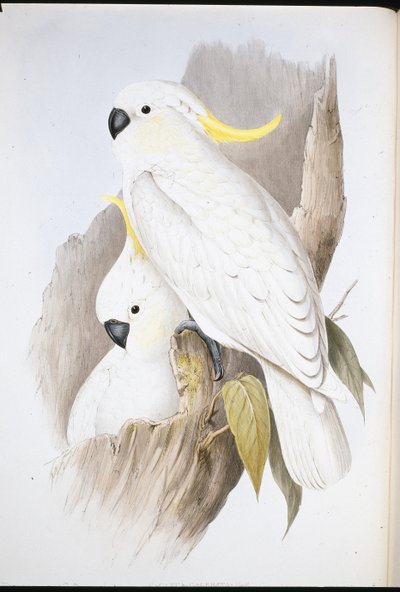 Tepeli Kakadu (Cacatua Galerita) (el boyaması taş) by John (after) Gould