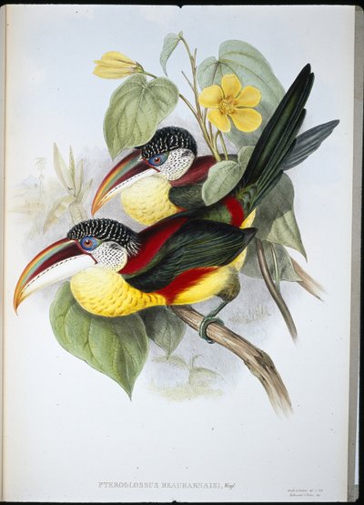 Kıvrık tepeli Aracari (Pteroglossus Beauharnaisi) (el renginde taş) by John (after) Gould