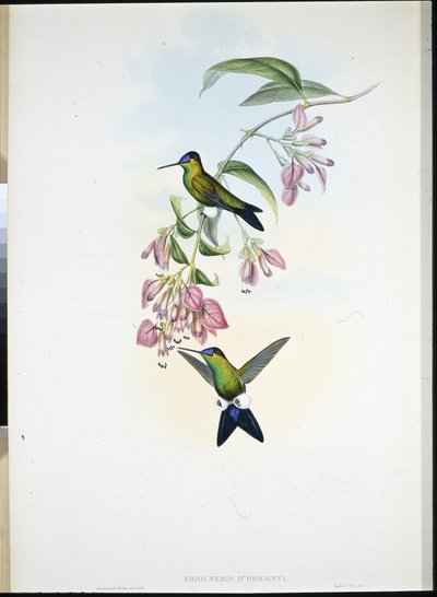D'Ordigny'nin Puff-bacağı (Eriocnemis D'Orbignyi) (el renginde taş) by John (after) Gould