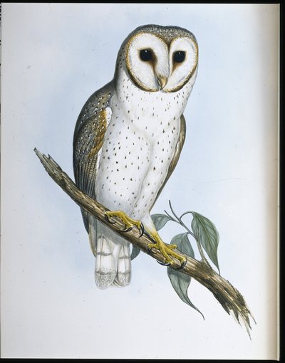 Narin Baykuş (Strix Delicatulis) (el renginde taş) by John (after) Gould