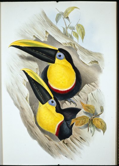 Şüpheli Tukan (Ramphastos Ambiguus) (el boyaması taş) by John (after) Gould