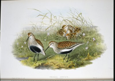 Dunlin (Pelidna Cinclus) (el boyaması taş) by John (after) Gould