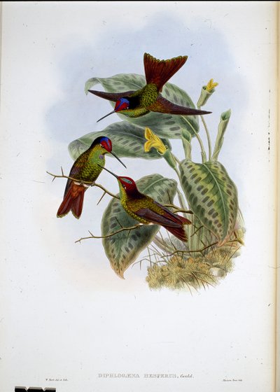 Ekvador Gökkuşağı (Diphlogaena Hesperus) (el renginde taş) by John (after) Gould