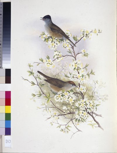 Avrasya Kara Başlığı (Sylvia atricapilla) (el renginde taş) by John (after) Gould